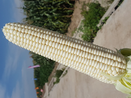 東(dōng)糯88