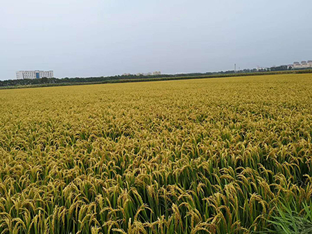 美(měi)鋒稻65