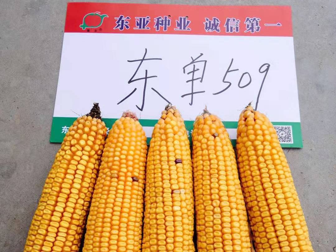 東(dōng)單509