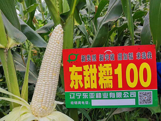 東(dōng)甜糯100