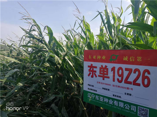 東(dōng)單19Z26
